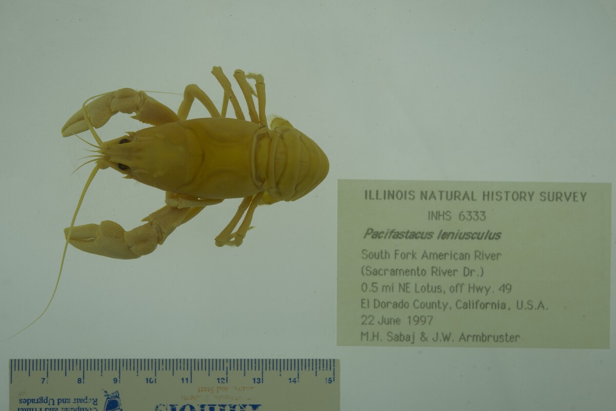 Pacifastacus leniusculus image